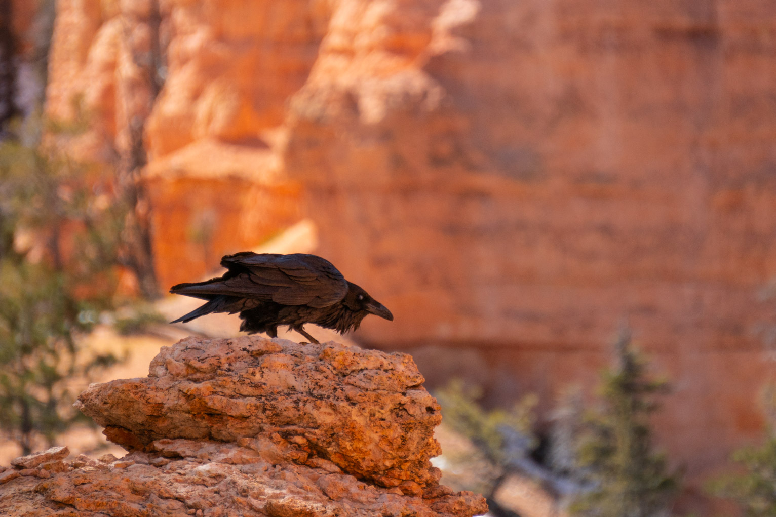 A raven stoops on an orange rock ready to drop into flight